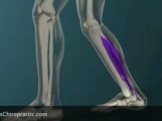 Singapore Chiropractic-Deep Calf Stretch