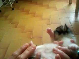 Cinq petits chats