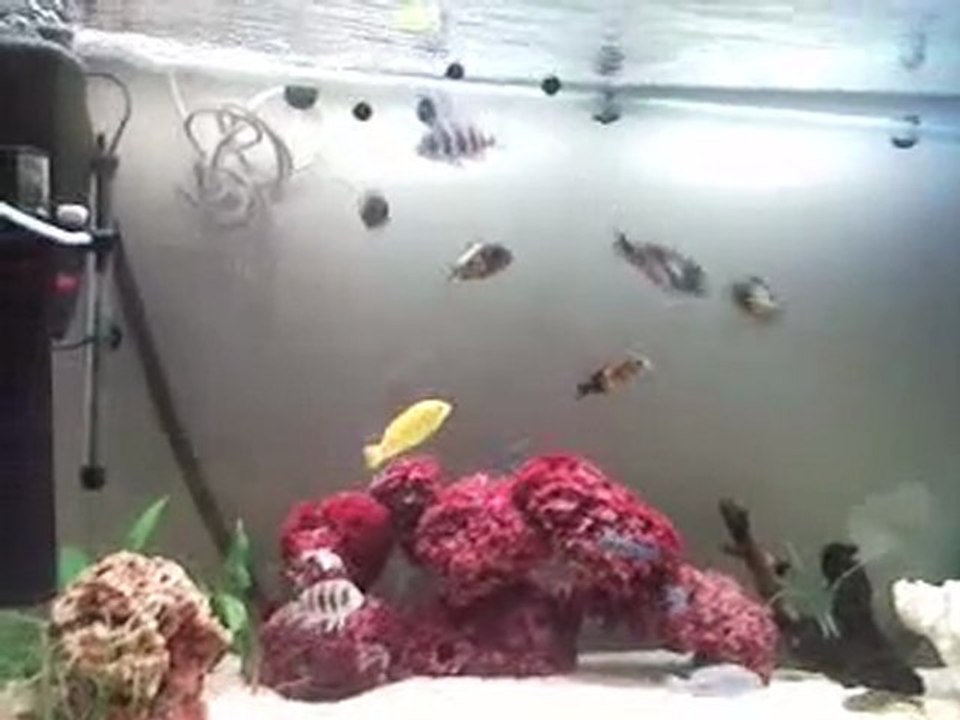 Tropheus ikola, tropheus duboisi, frontosa ,