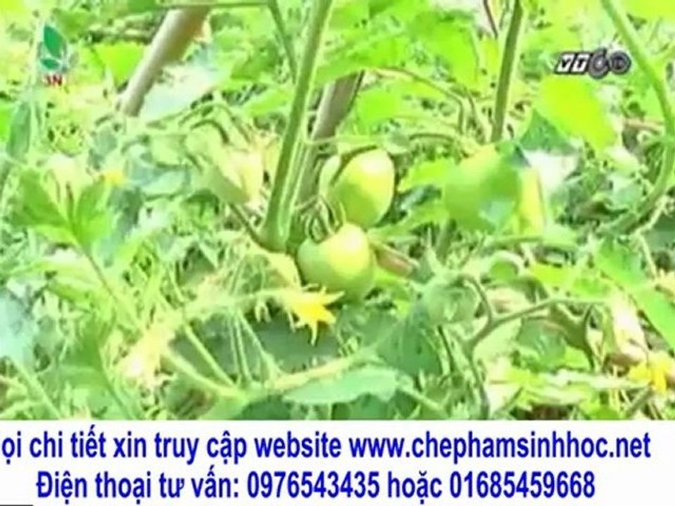 Sản Phẩm Vườn Sinh Thái