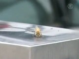 Swarms of Bees Invade Chengdu Toll Station, SW China