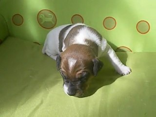 Male jack russell LOF