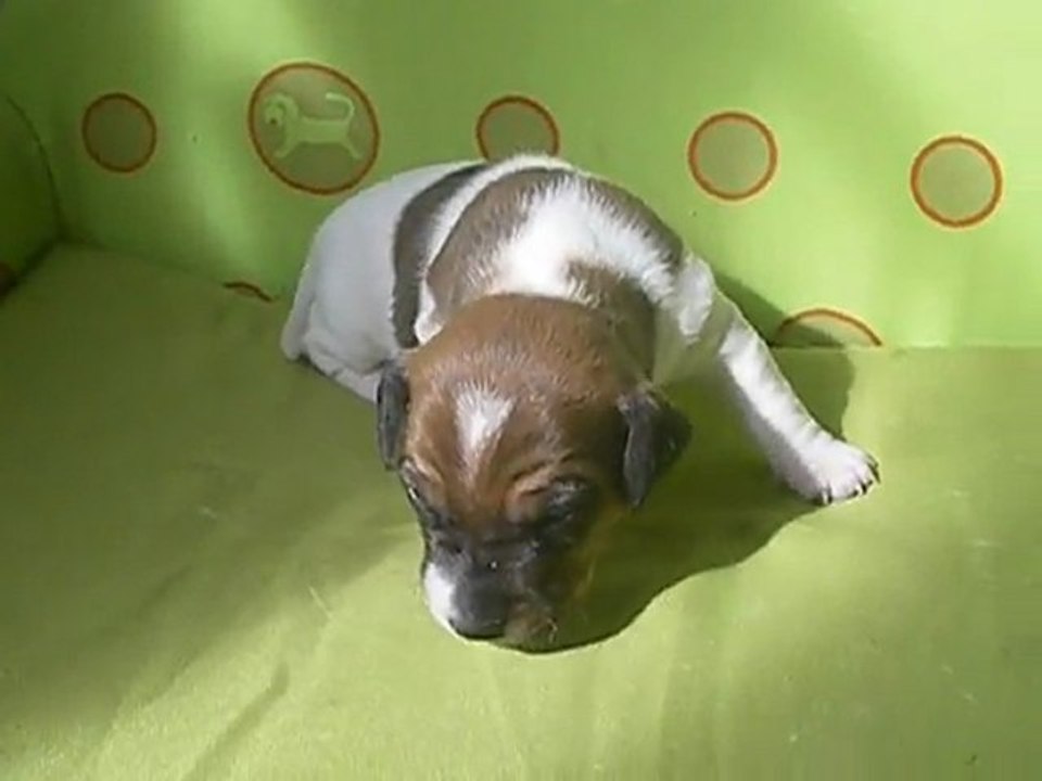 Male jack russell LOF