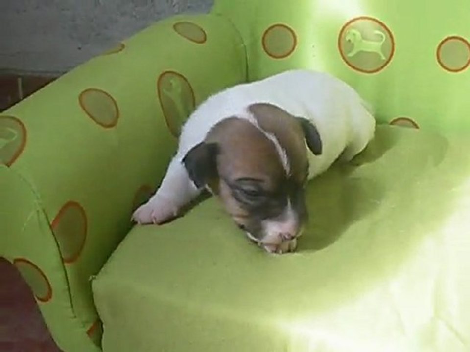 Male jack russell terrier LOF