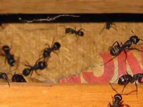 Bellingham WA Home Inspections King of the House Home Inspection