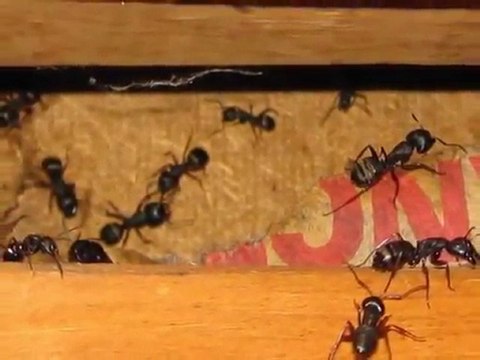 Blaine WA Home Inspections King of the House Home Inspection