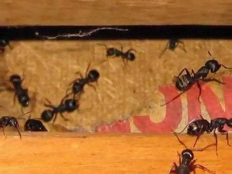 Ferndale WA Home Inspector King of the House Home Inspection