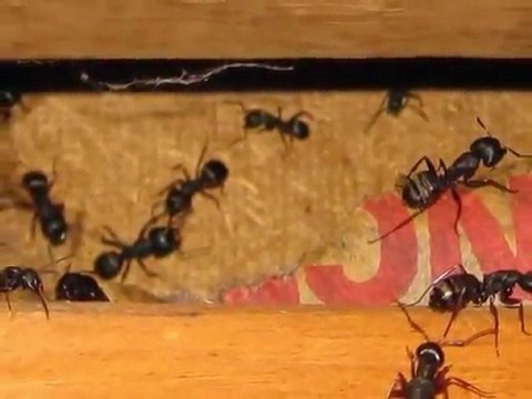 Lynden WA Home Inspection King of the House Home Inspection