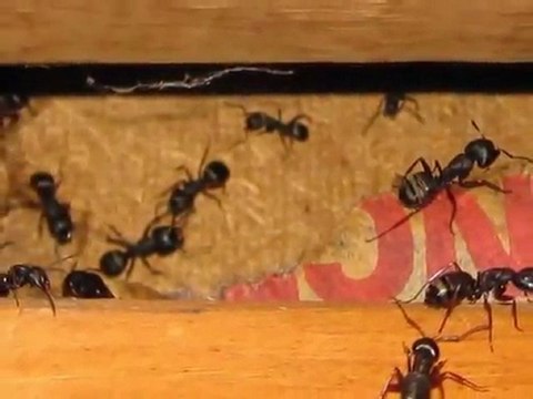 Whatcom County Home Inspection King of the House Home Inspection