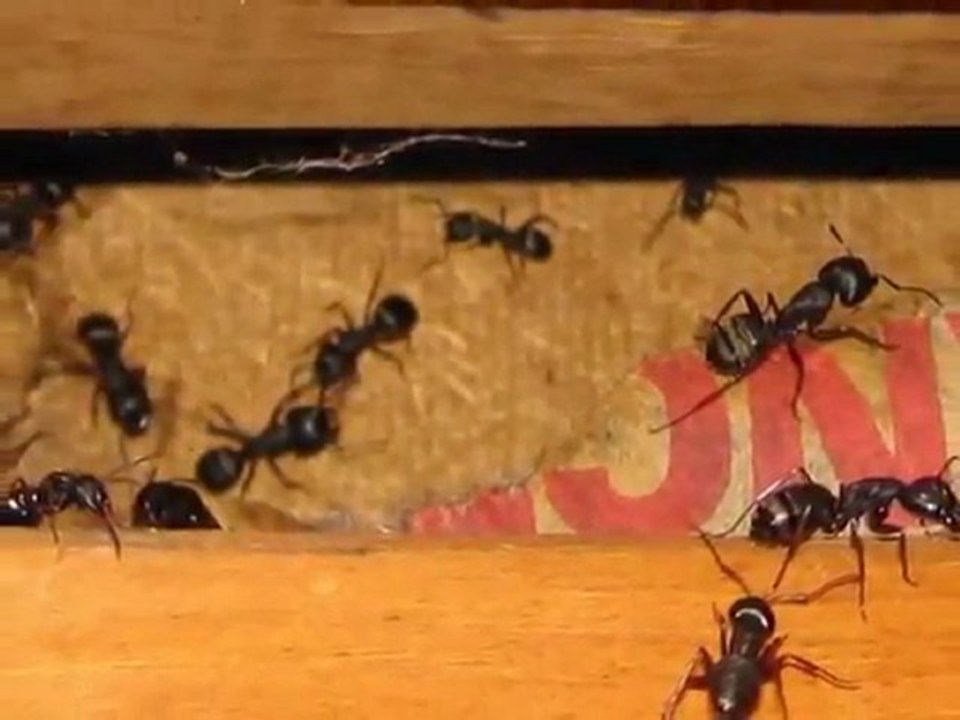 Mount Baker, Deming, Glacier Home Inspector  King of the House Home Inspection