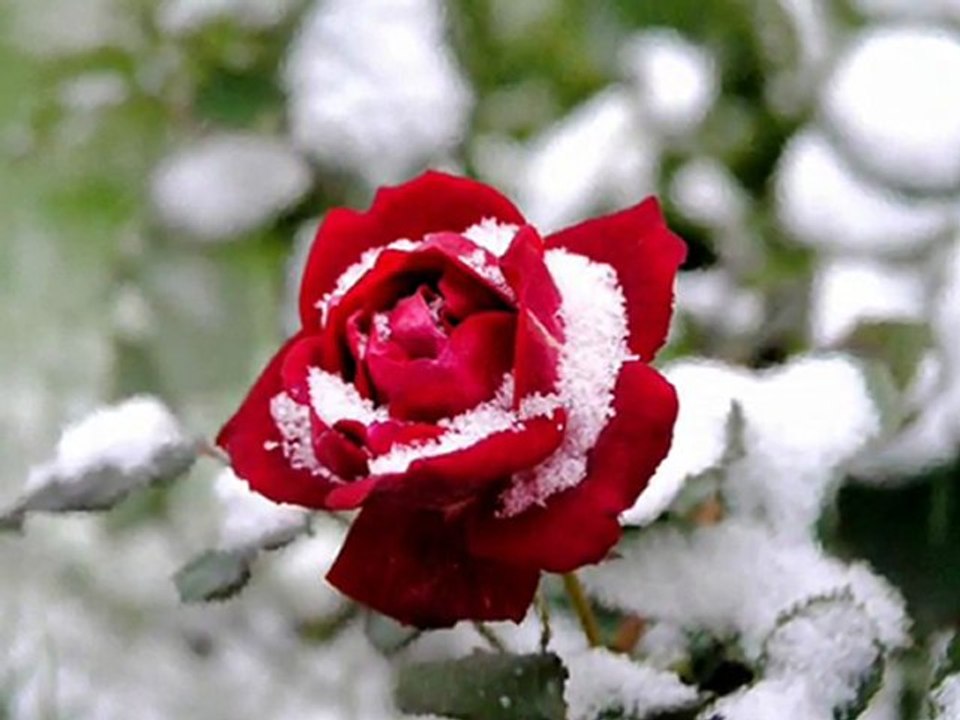 Candan Erçetin - Söz Vermiştin Bana  / Aşk Şarkıları / 2011