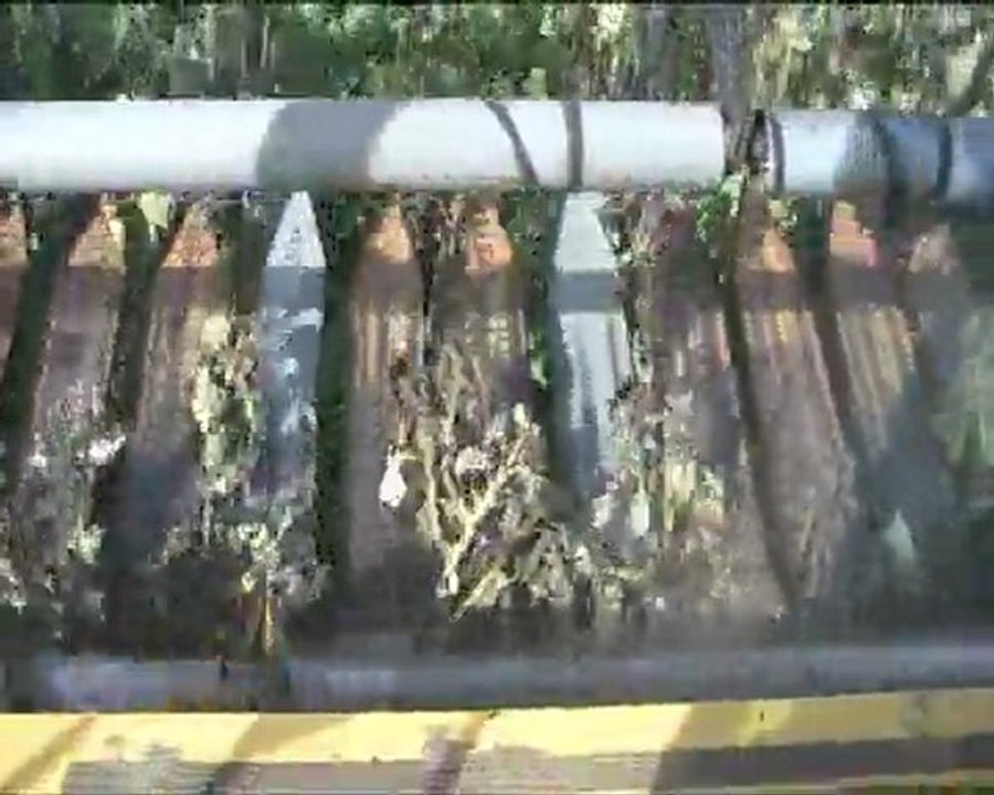 Récolte du tournesol