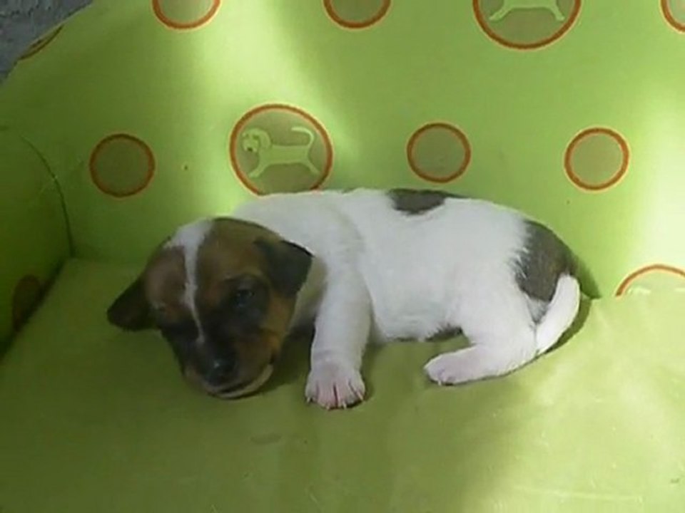 Male jack russell terrier LOF