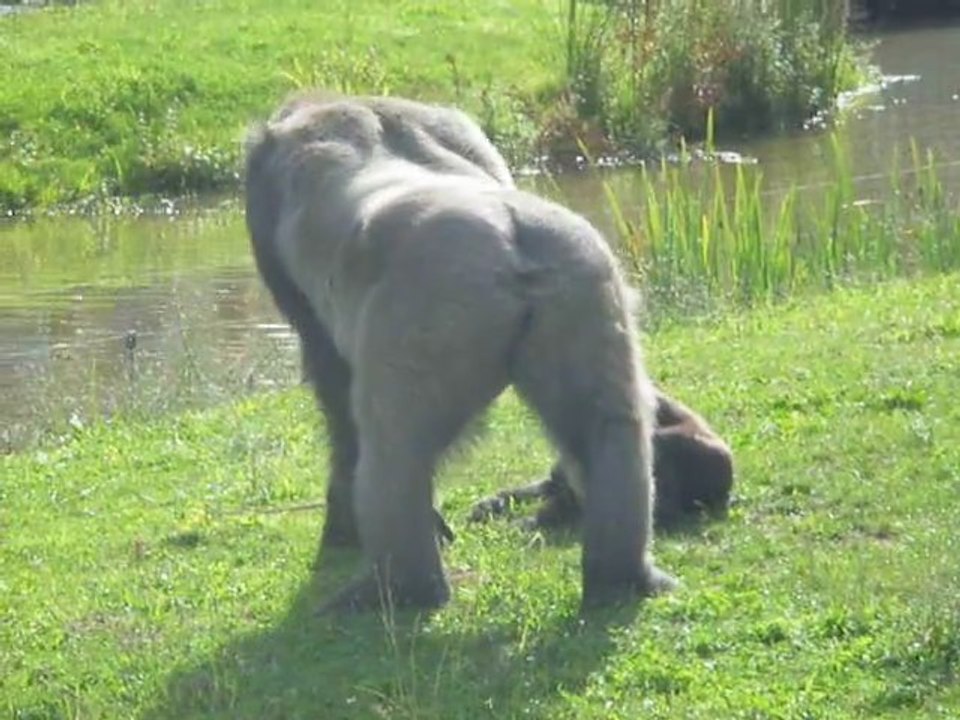 Pitrerie Bebes Gorille Zoo Palmyre