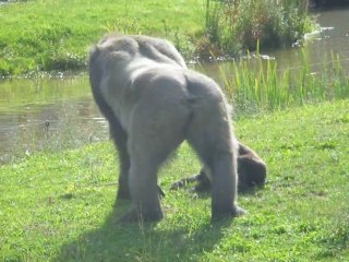 Pitrerie Bebes Gorille Zoo Palmyre