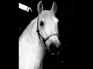 Hoofbeats & Heartbeats