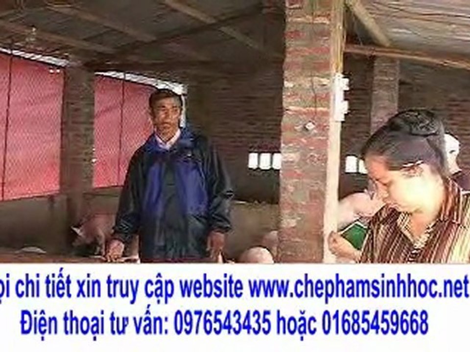 xuất chuồng sớm 10-15 ngày nhưng lợn vẫn nặng như bình thường mà thịt lợn lại dễ bán