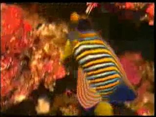 Bitkiler ve hayvanlar alemindeki tüm güzellikleri Allah yaratmıştır