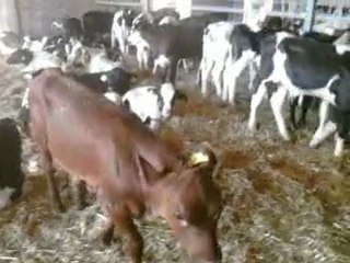 MALATYA SATILIK SİMENTAL GEBE DÜVE