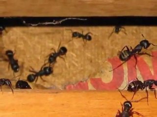 Sudden Valley Home Inspections -- King of the House