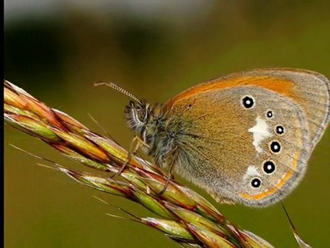 AHU BAKIŞLIM-MUSTAFA ÖZARSLAN