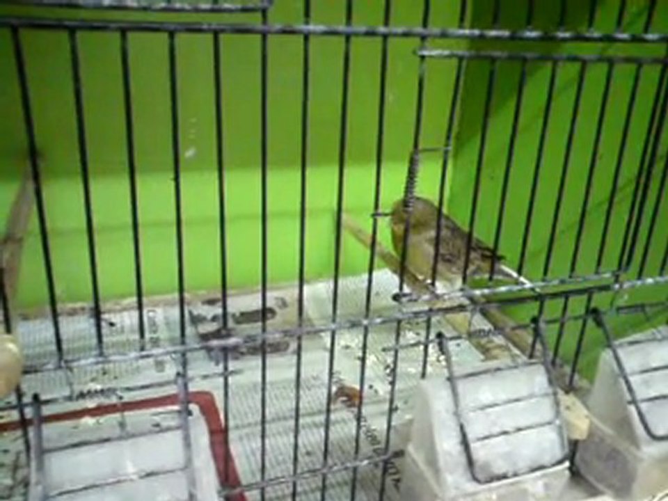 Tümay AŞÇIOĞLU 2010 Gloster