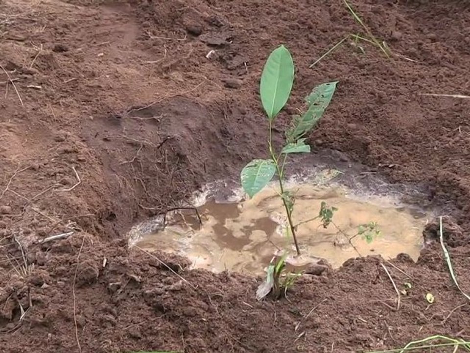 Arbres à Palabres Benin 2011