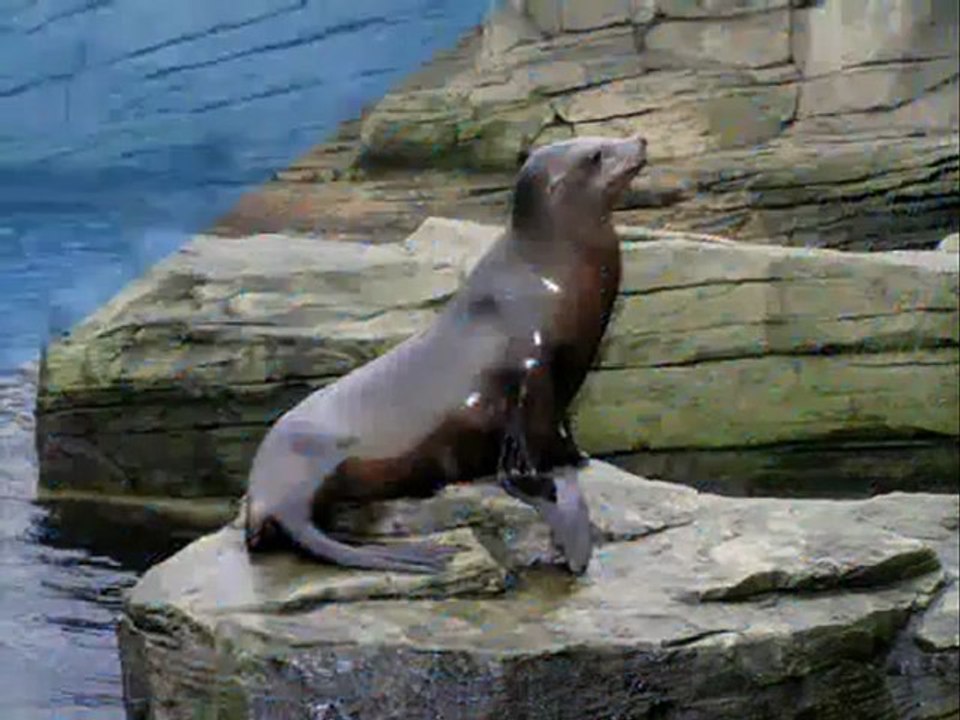 Dolphin Pictures Gallery Jervis bay