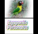 Loros: Conociendo Agapornis