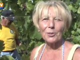 Vendanges précoces dans les vignobles d'Alsace