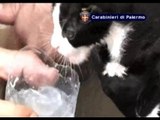 Palermo - I carabinieri salvano 5 gattini chiusi in auto