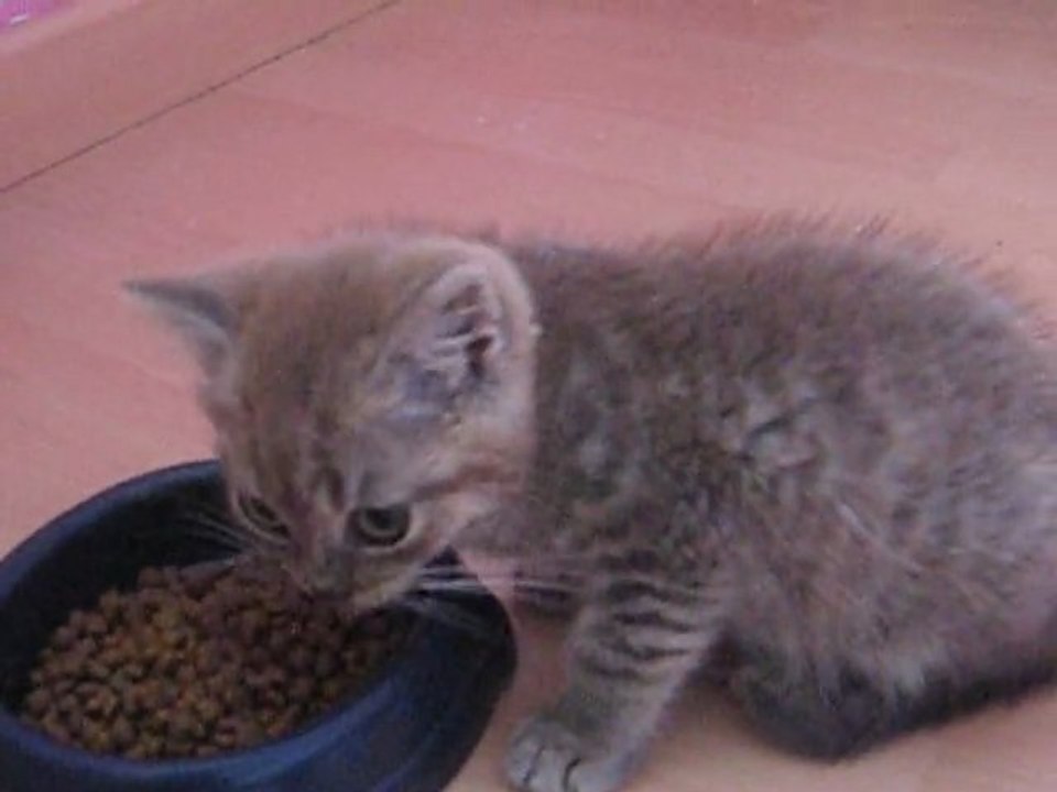 le repas de Goldy 001