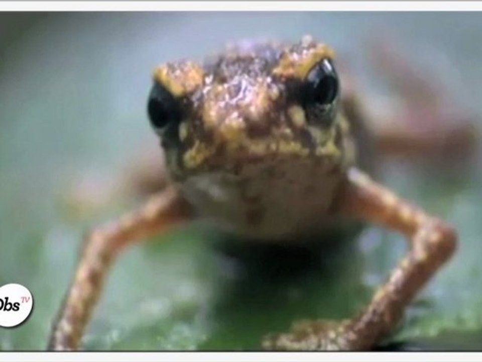 Le Zapping décalé du Nouvelobs