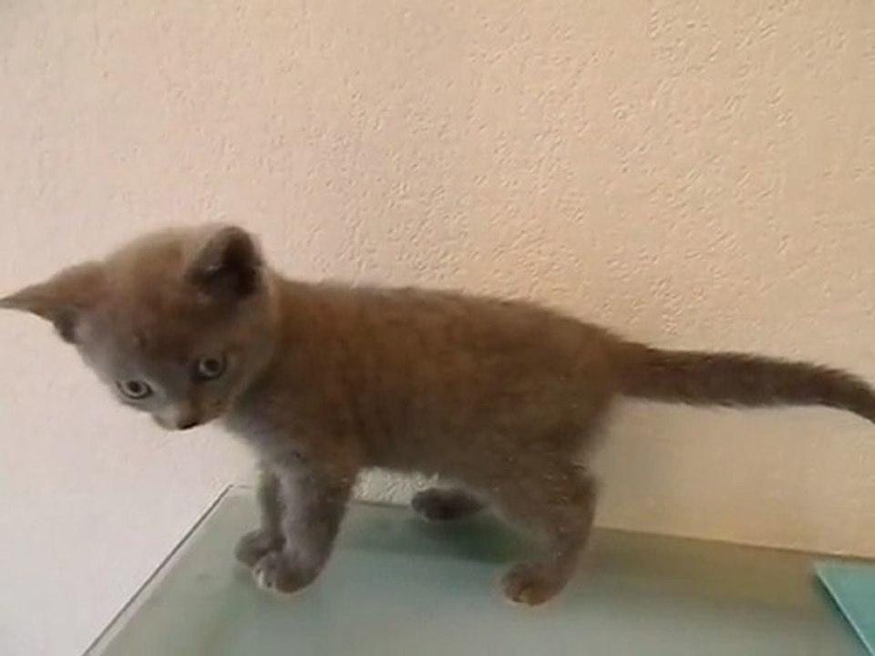 GANACHE1