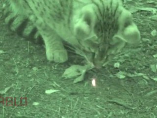 BIG CATS vs Lazer Pointers!