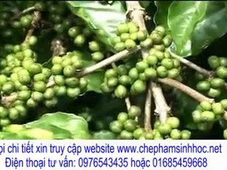 tại sao cà phê daklak luôn có năng suất cao?