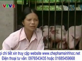 làm thế nào để giảm mùi hôi phân lợn (heo), mà không ảnh hưởng đến lợn?