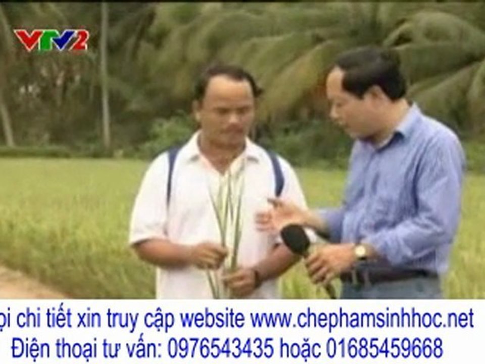 làm thế nào để lúa không bị ngộ độc phèn? và kháng các loại bệnh?