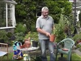 Greenhouse And Growing Tomatoes