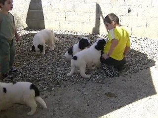 mes petits fils  et les chiots landseer