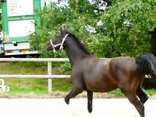 umour 1er oxer touchette postérieurs