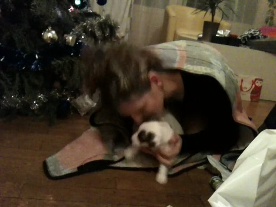 chiot Jack russel... une  terreur, saillie, gag, humour