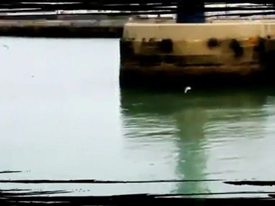 Plena y Bomba_ Susana Baca feat. Calle 13