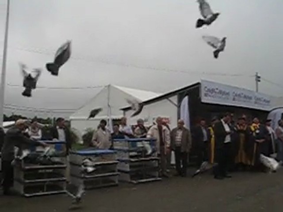 lâcher de pigeons