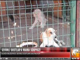sevimli dostlara mama sürprizi