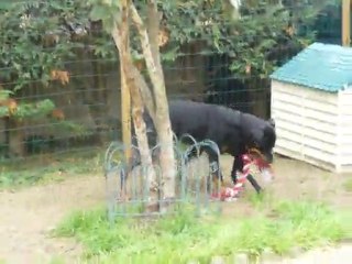 Trop cool la corde à noeuds