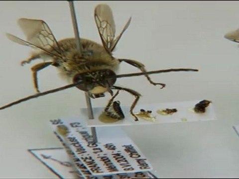 Le mystère de la disparition des abeilles