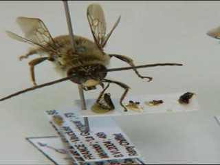 Le mystère de la disparition des abeilles