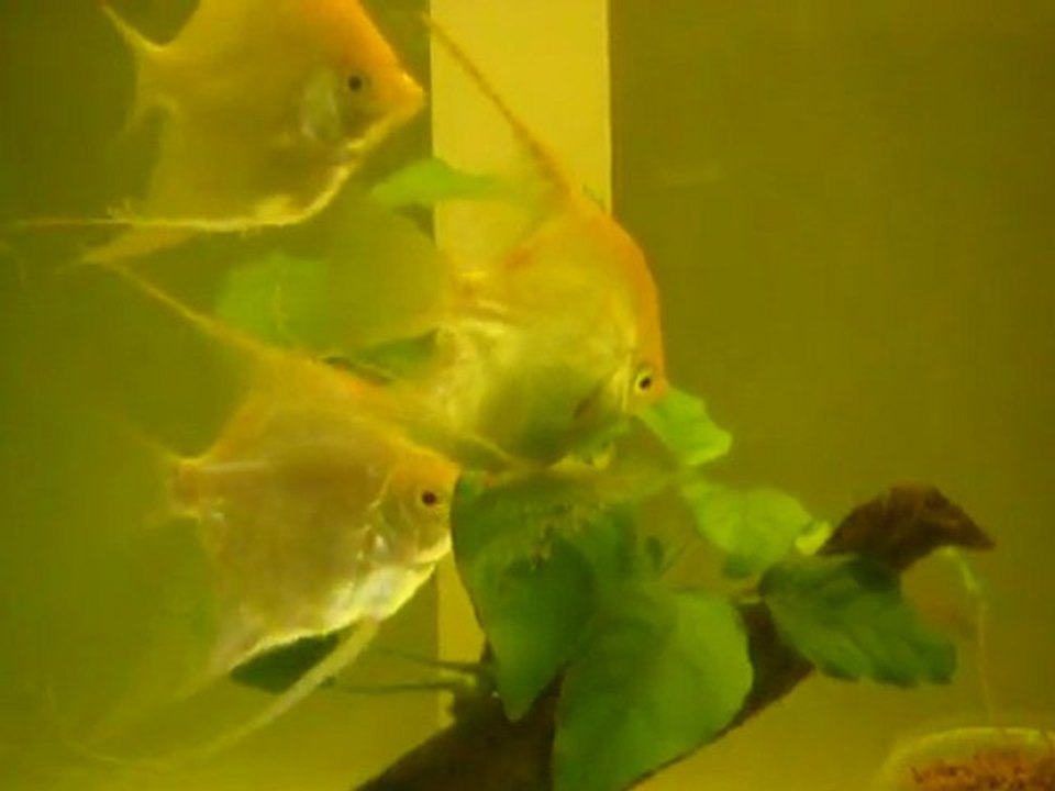YUMURTA