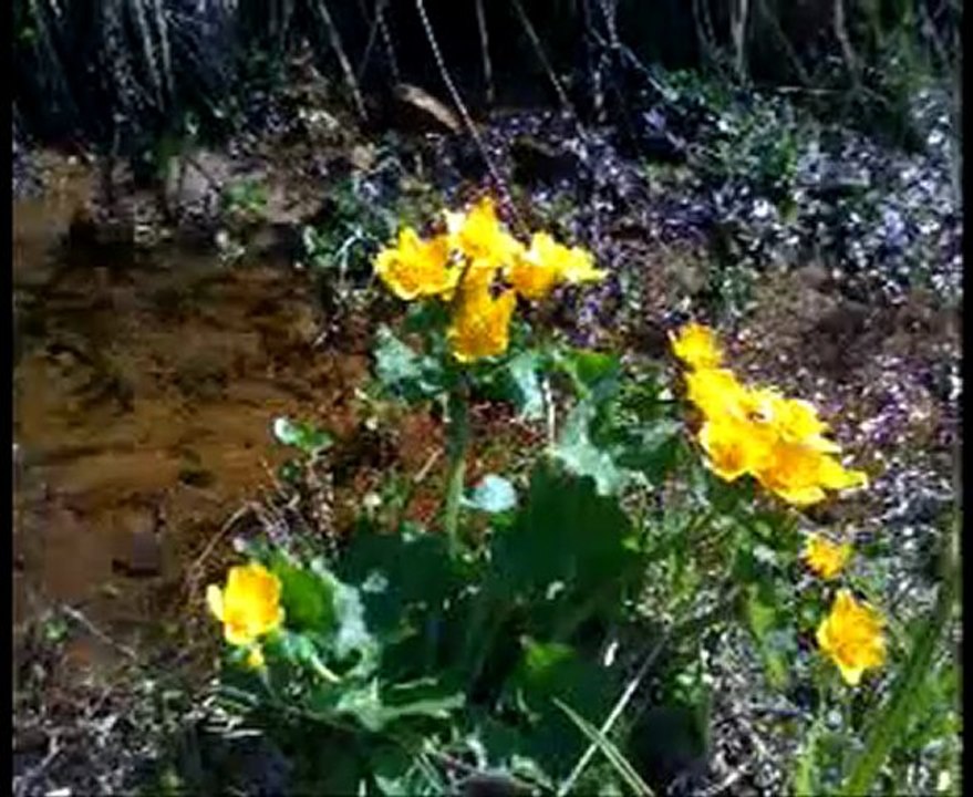 Bindal Köyü - Bayramlaşalım